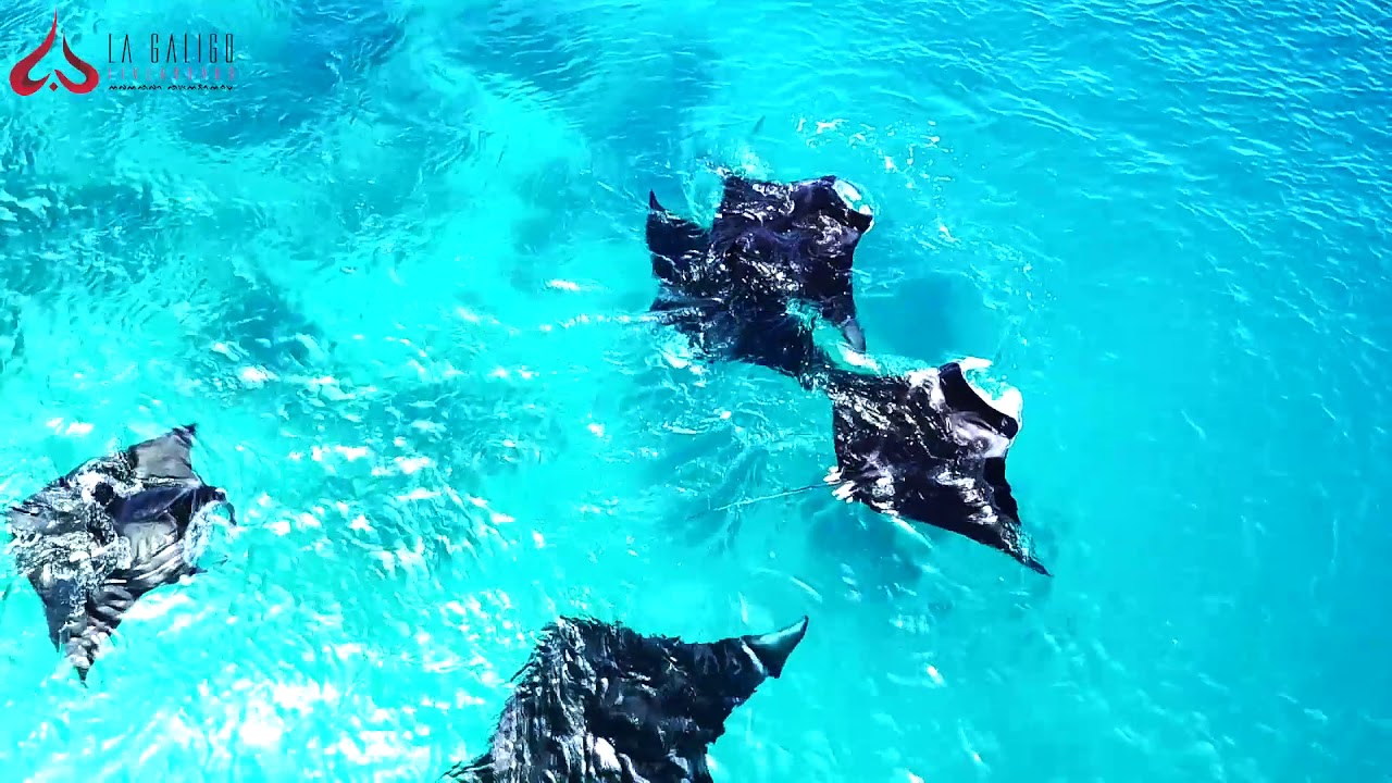 Manta Rays in Raja Ampat with La Galigo Liveaboard
