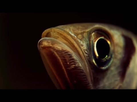 A Fish that Shoots it's Prey? | Weird Nature | BBC Earth