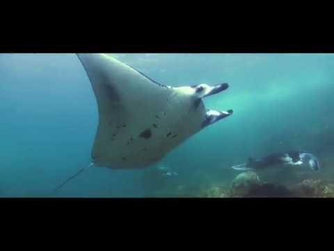 The Wonders of Raja Ampat with La Galigo Liveaboard