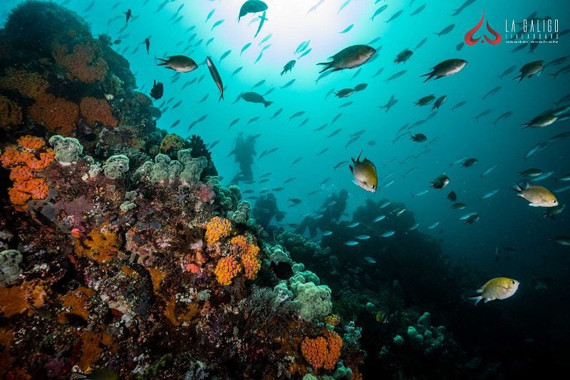 Cape Kri Dive Site Raja Ampat La Galigo Liveaboard