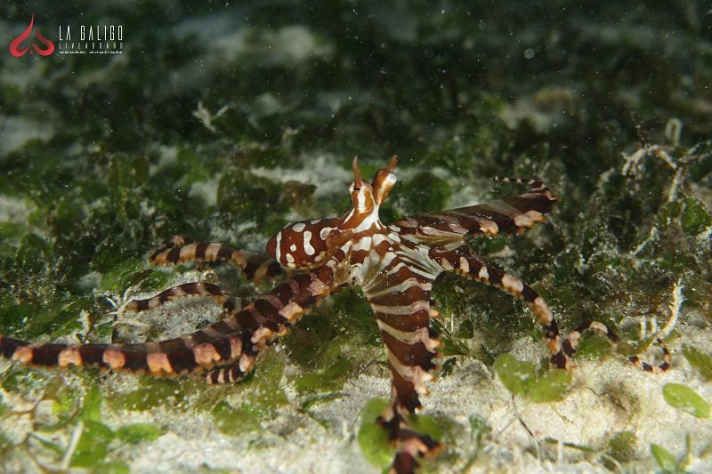 Three species to spot in Raja Ampat - Part 1 8 Mimic Octopus