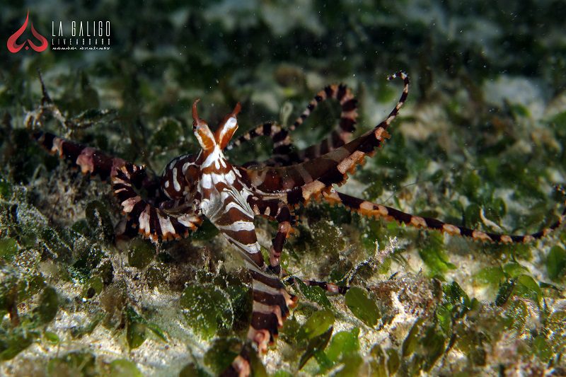 Mimic Octopus raja ampat