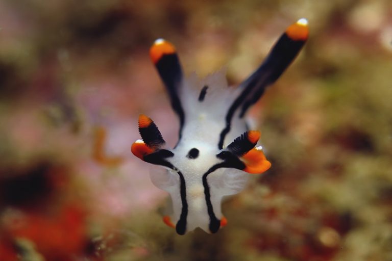 colorful nudibranch