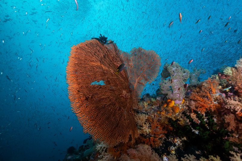 coral reef raja ampat