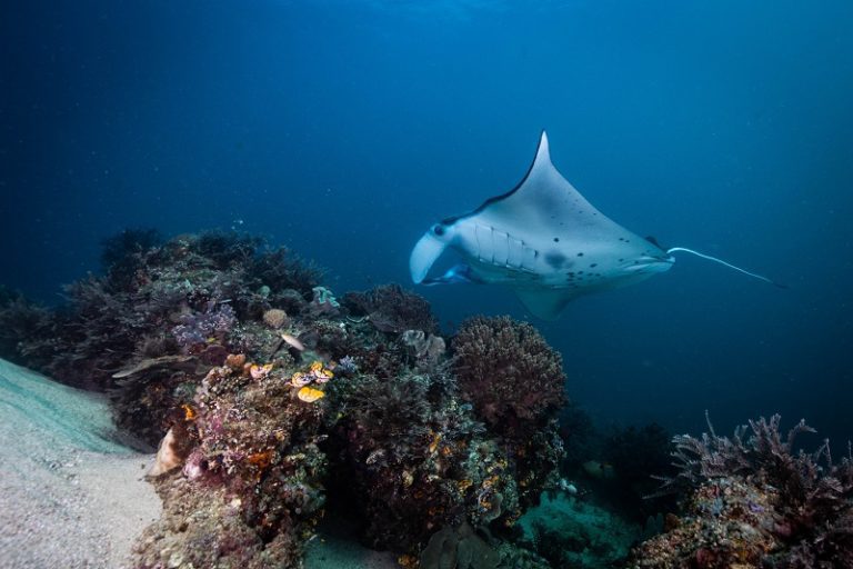 Manta Rays flying