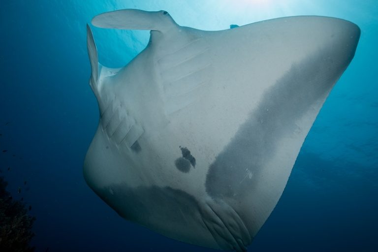 Manta Rays komodo