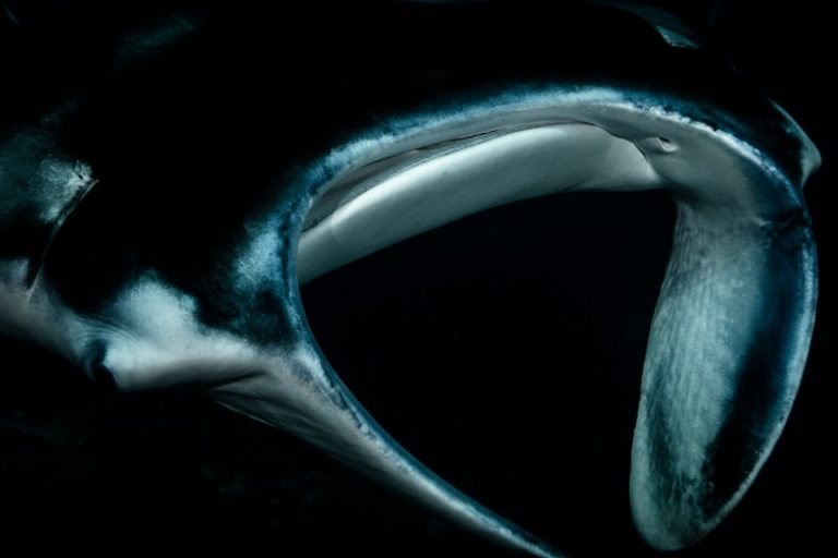 close up manta rays