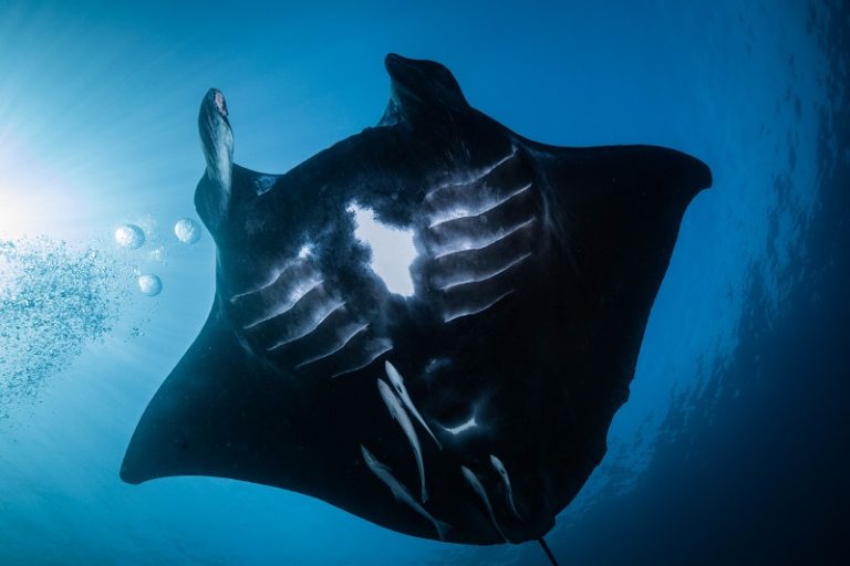 Manta Rays in black