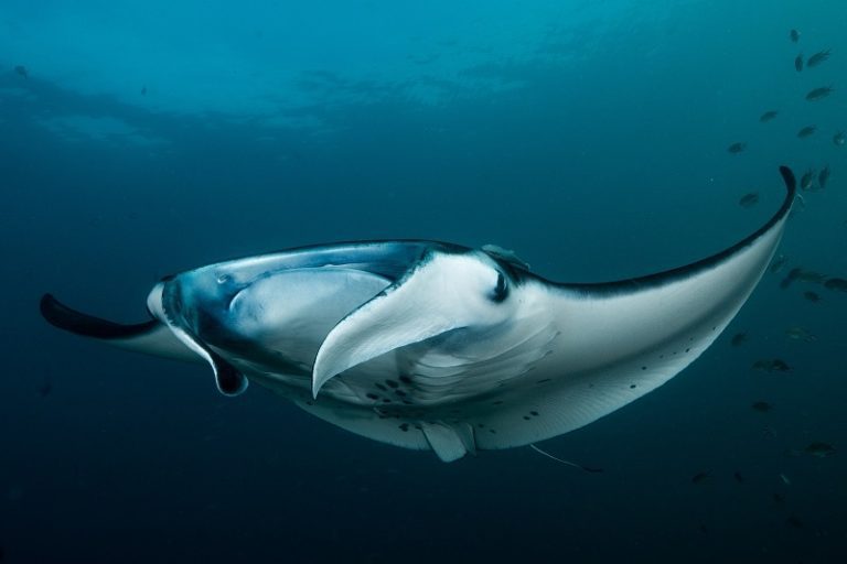 Manta Rays in Komodo