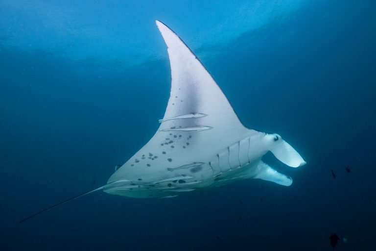 Manta Rays in action