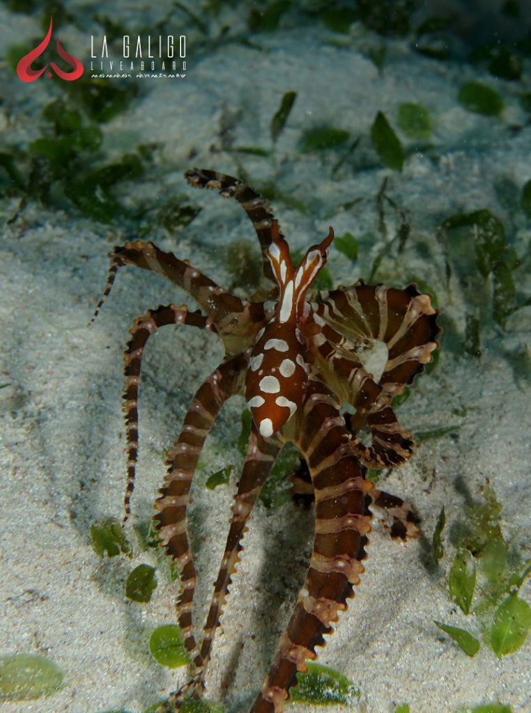 Three species to spot in Raja Ampat - Part 1 1 Mimic octppus La Galigo Liveaboard 1
