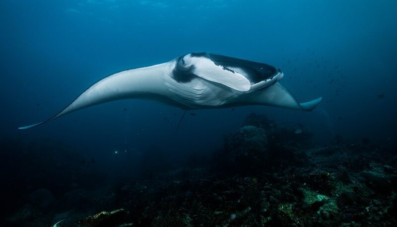 manta rays in action flying