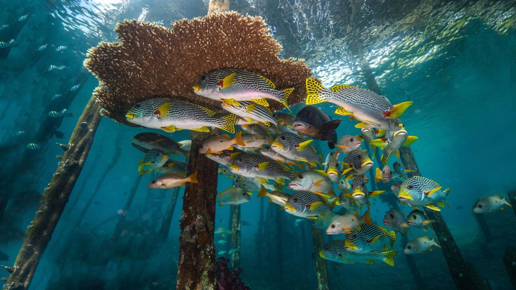 raja ampat