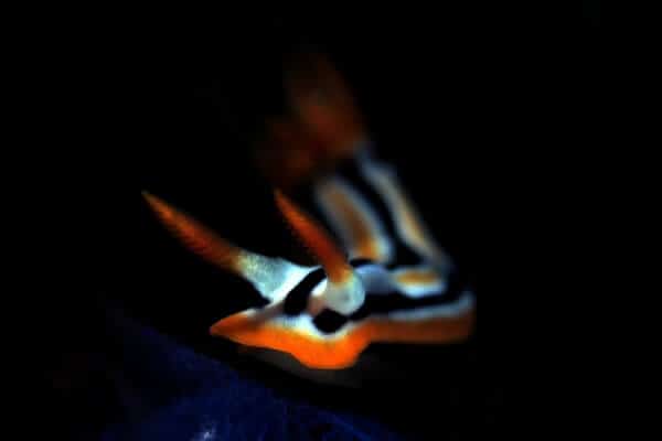 5 Facts about Nudibranchs