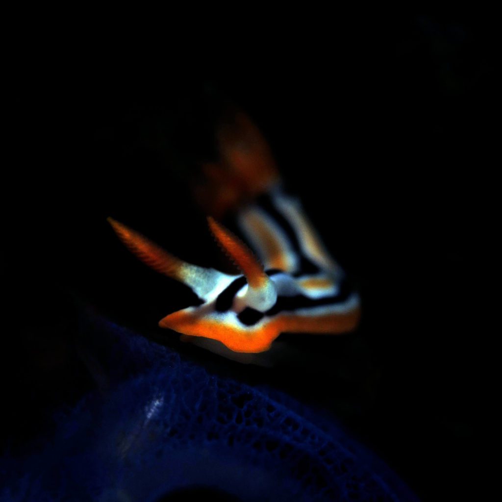 nudibranchs rhino