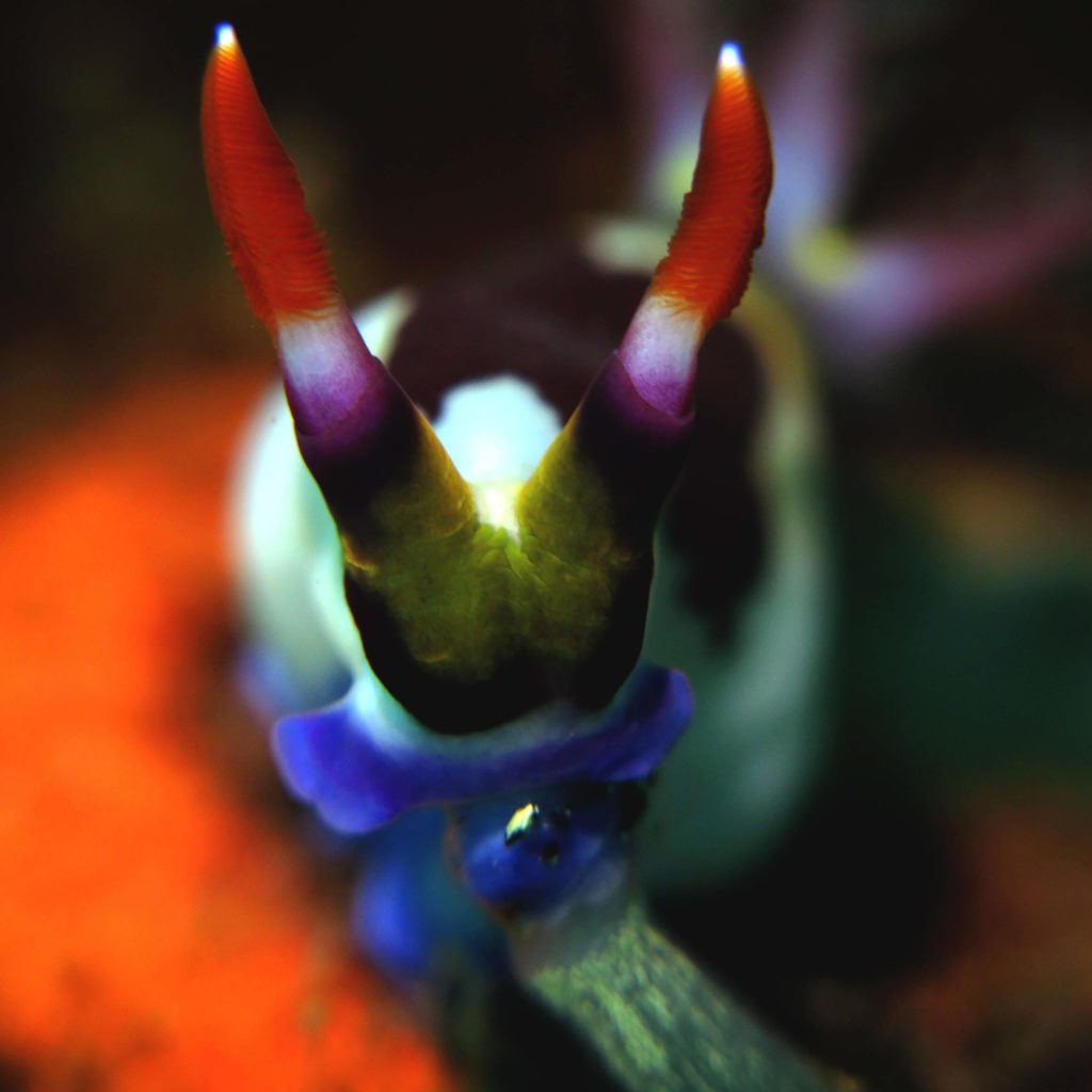 nudibranchs colorful