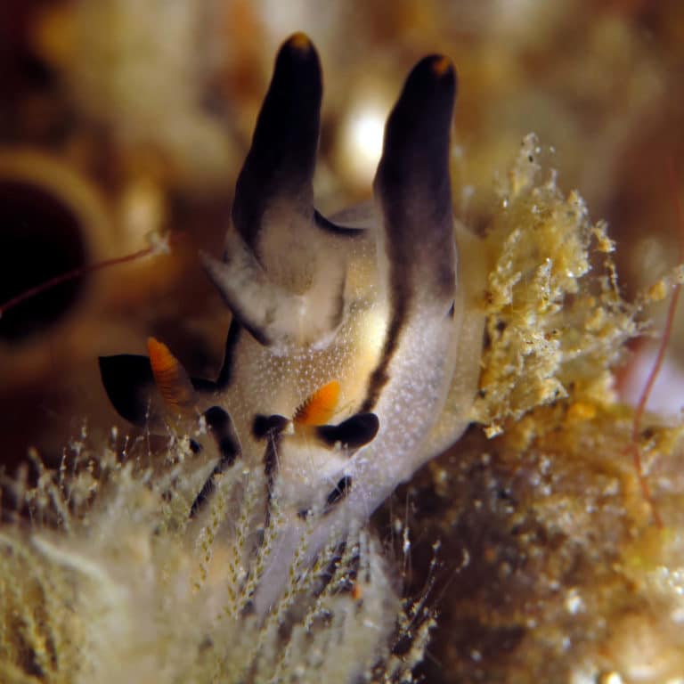 nudibranchs gold