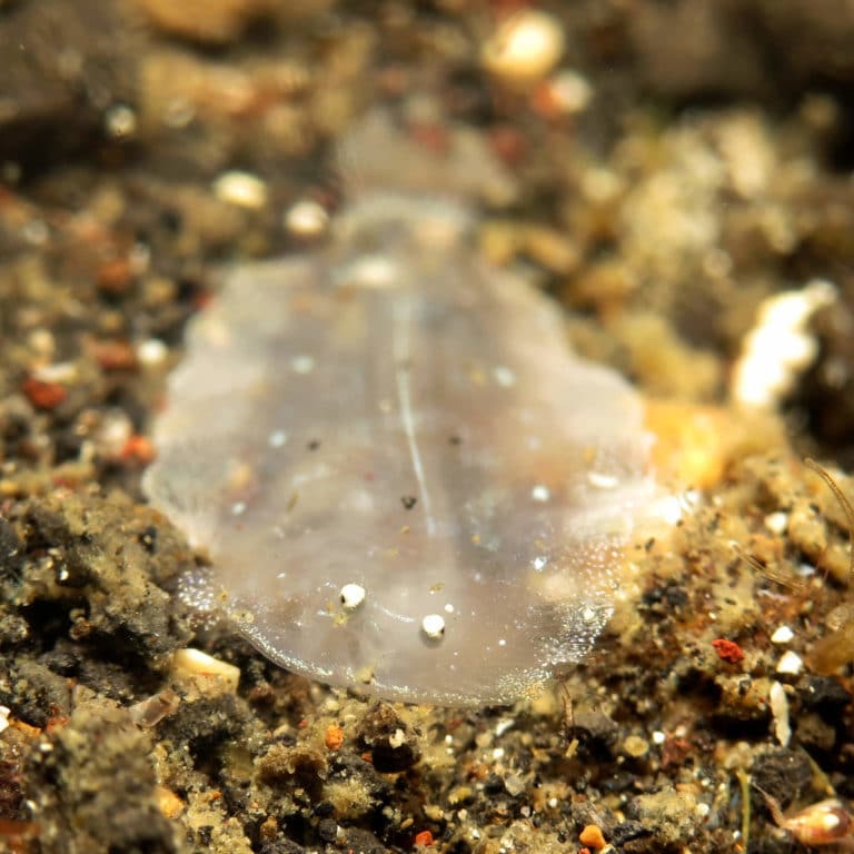 nudibranchs raja ampat