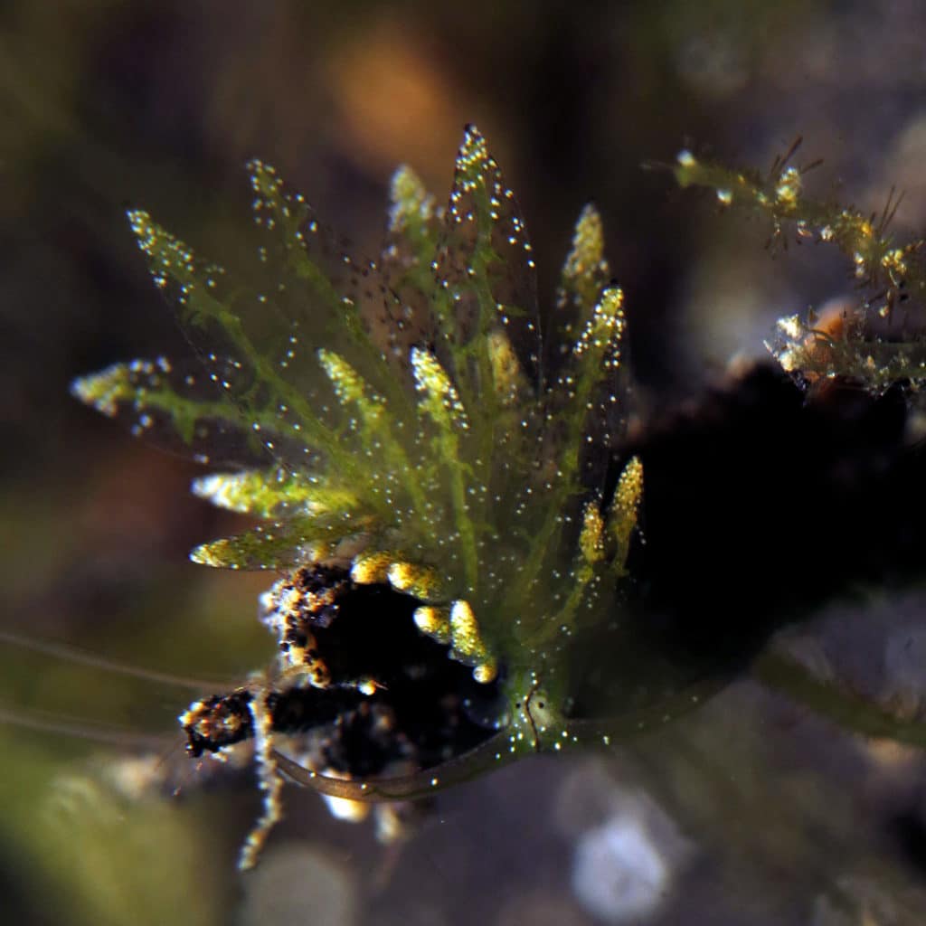 nudibranchs