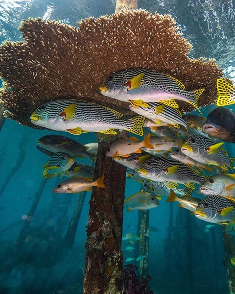 rajaampat south 2