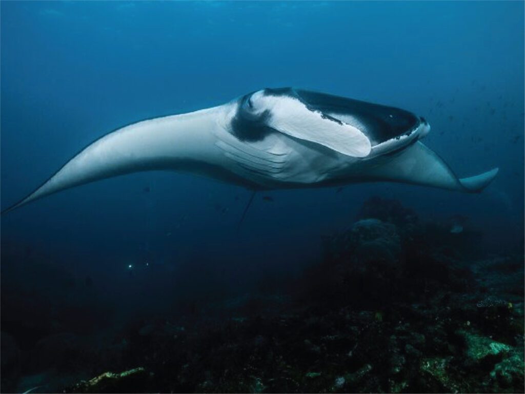 Dive Dining 26
