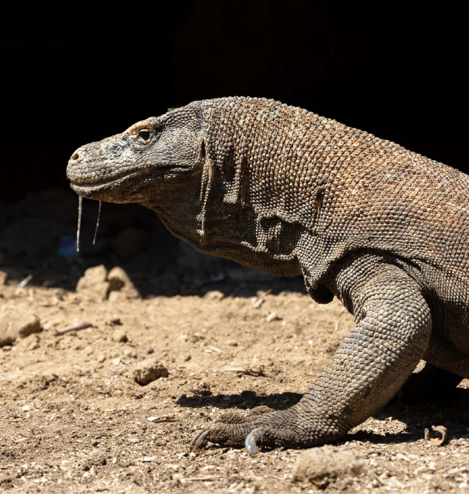Jurassic Komodo