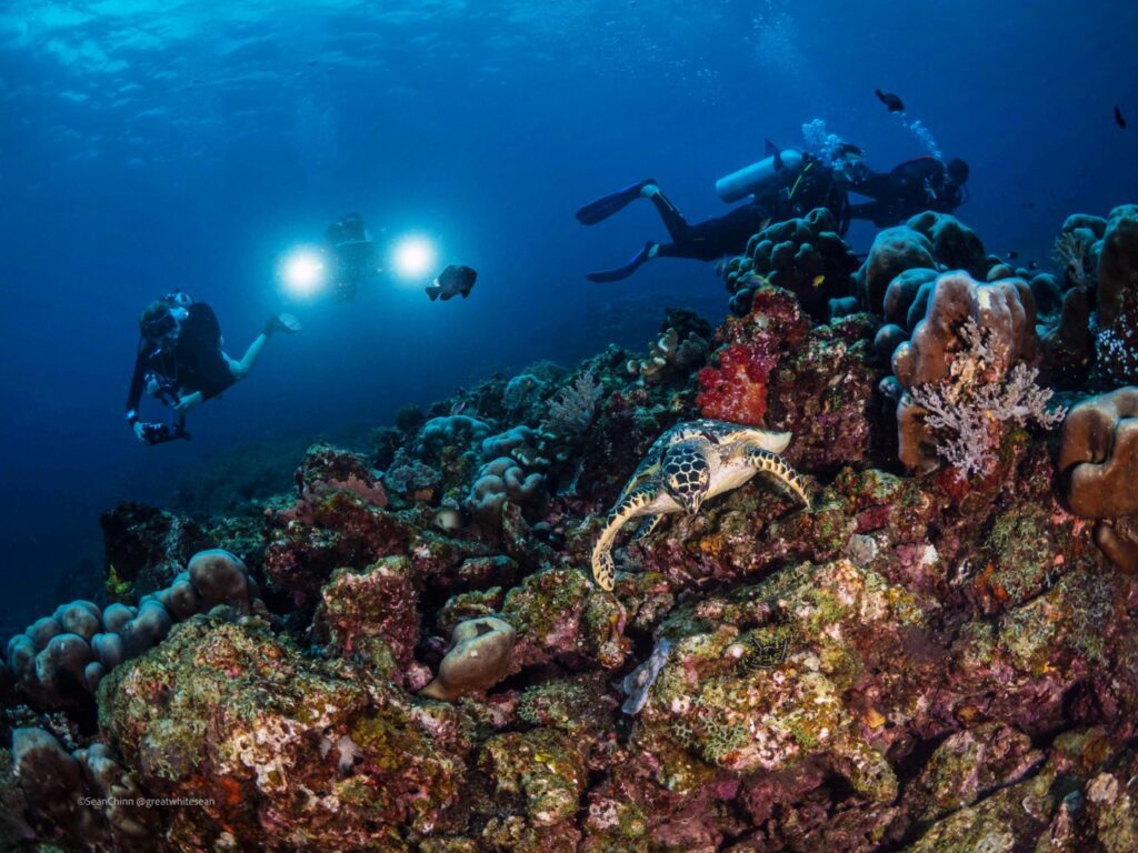 Coral Reefs - La Galigo Liveaboard