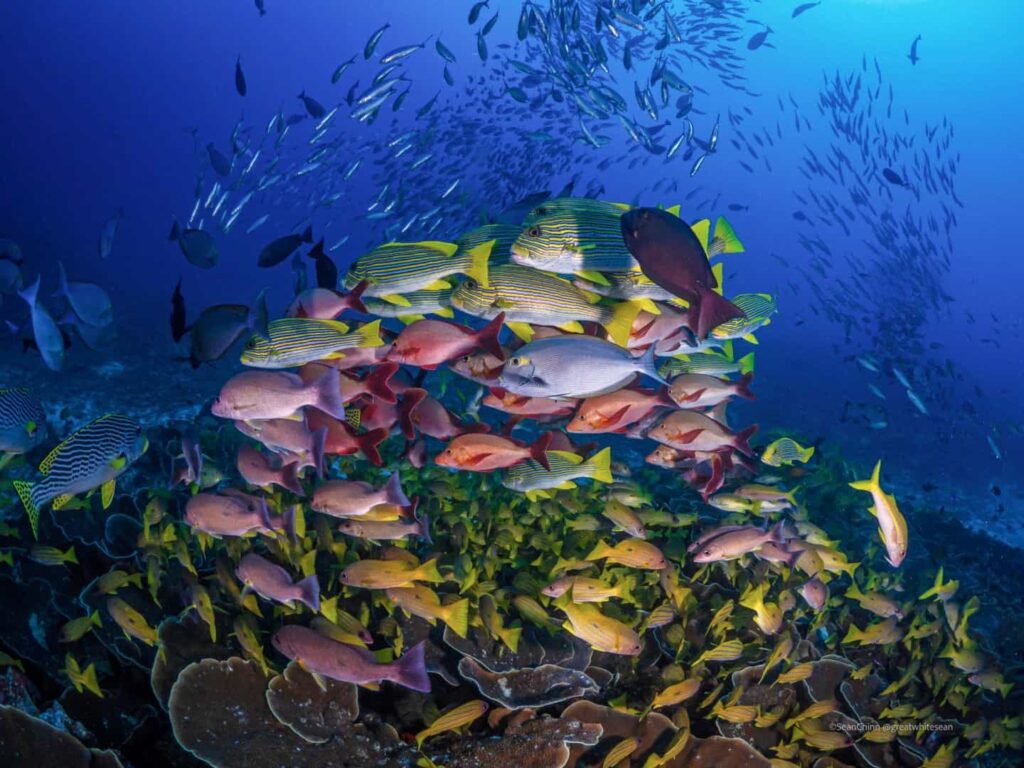 raja ampat biodiversity marine life