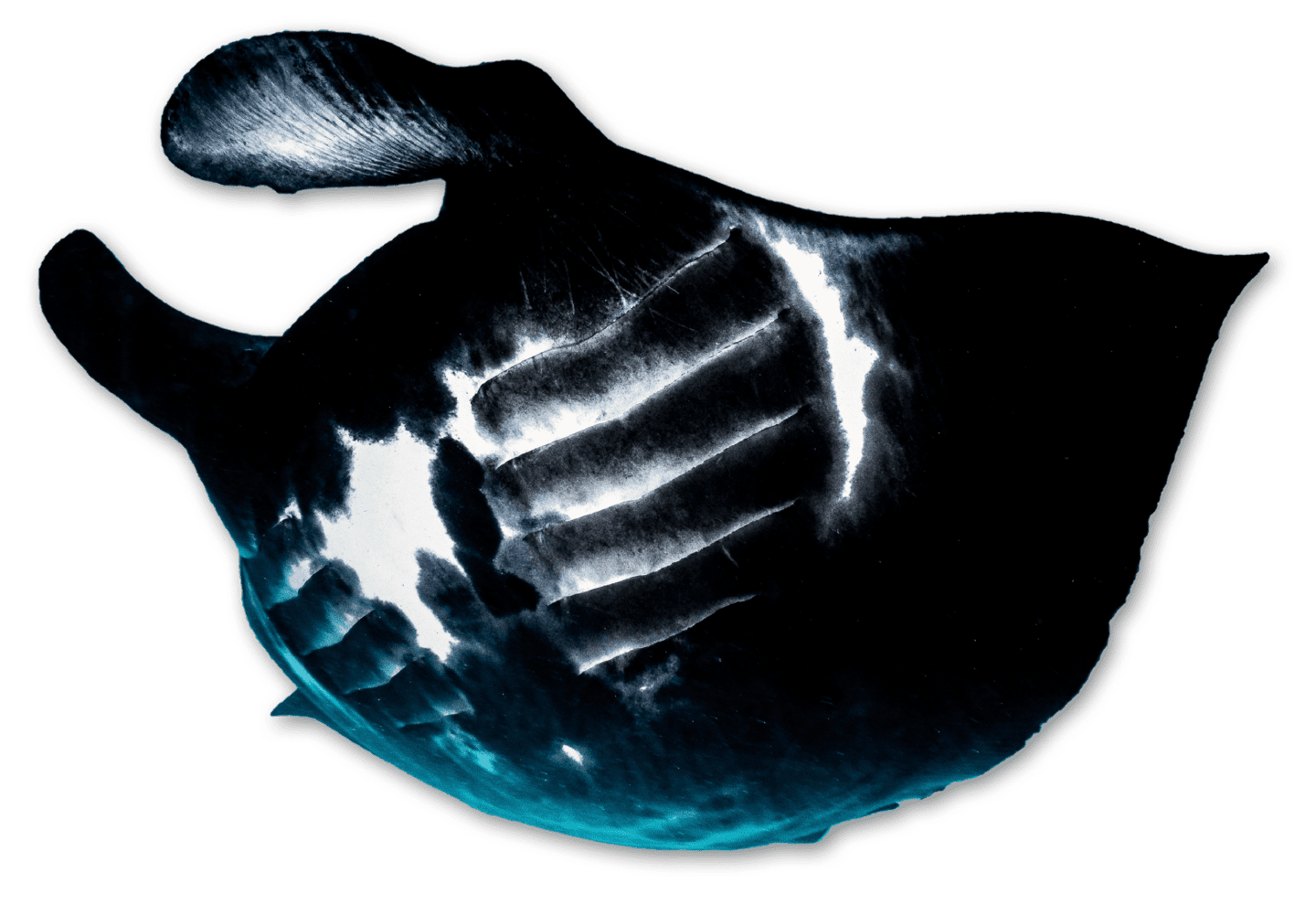 oceanic manta ray only