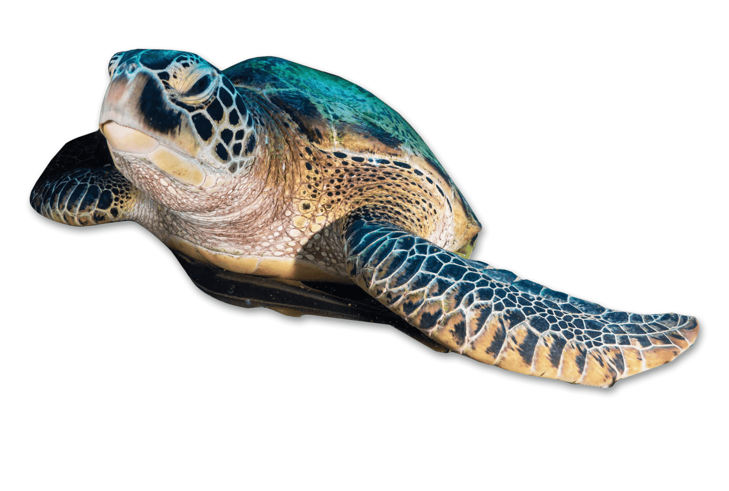 turtle only