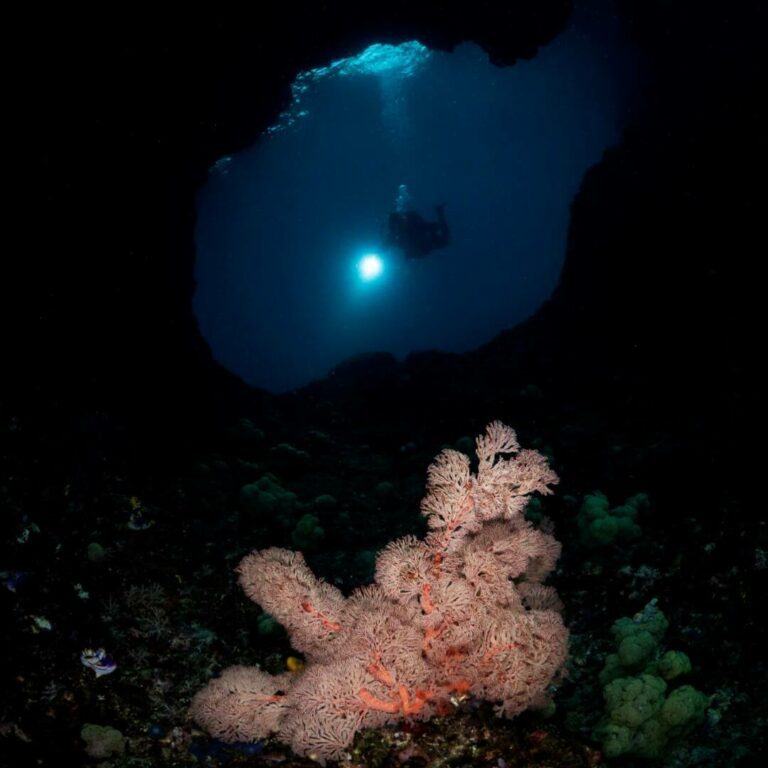 night dive raja ampat