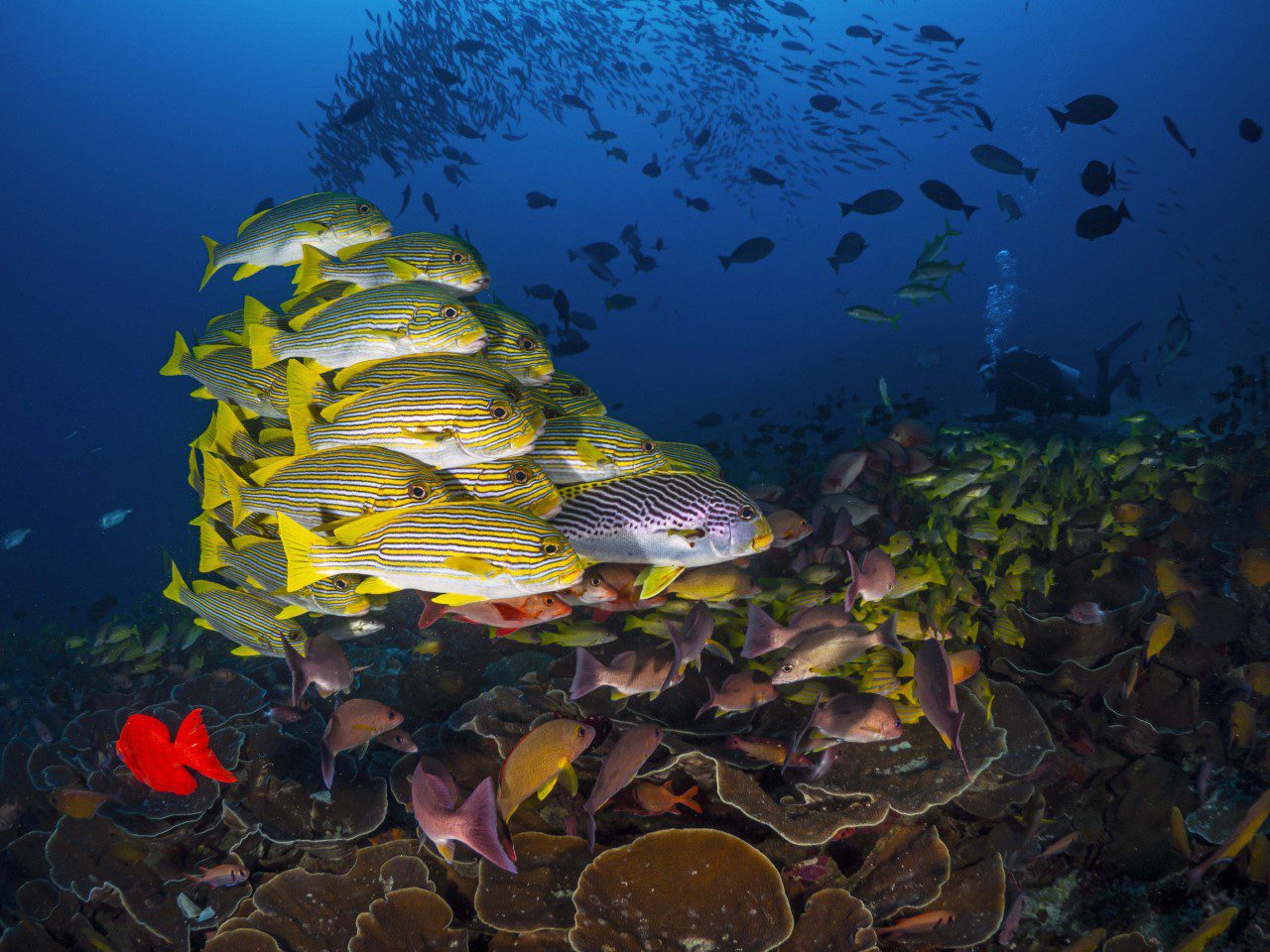 diving raja ampat biodiverse marine life