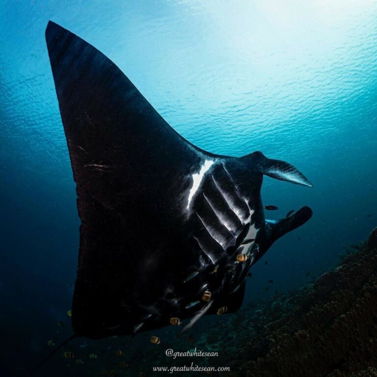 oceanic manta ray