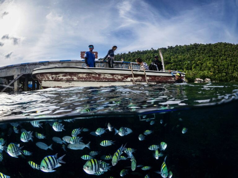 raja ampat biodiversity