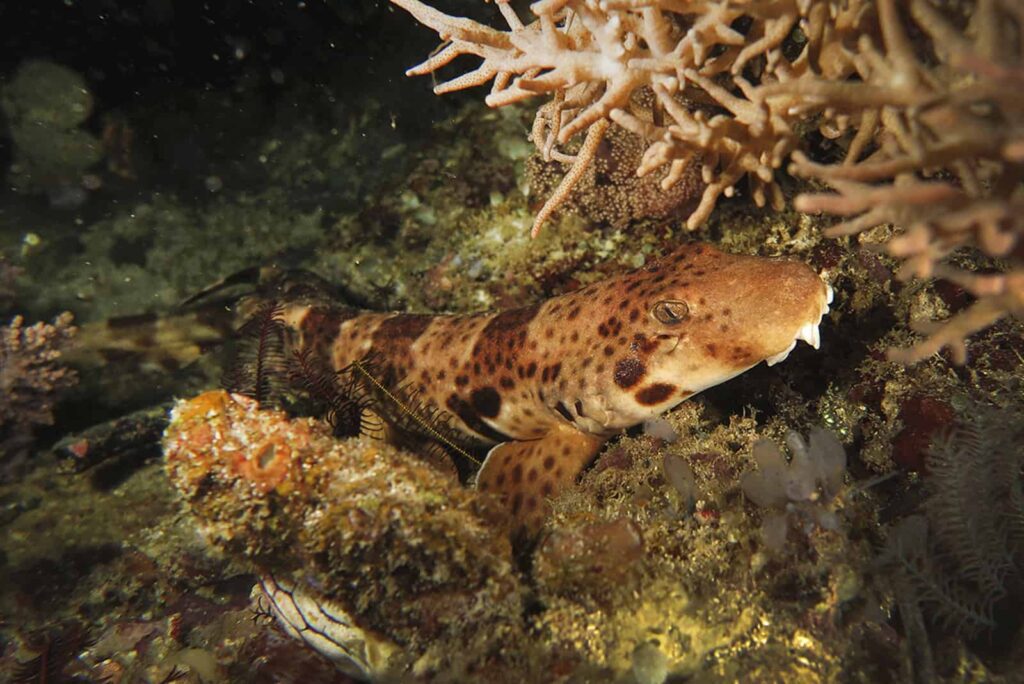 An Unforgettable Experience: Scuba Diving in Indonesia 8 scuba diving walking shark