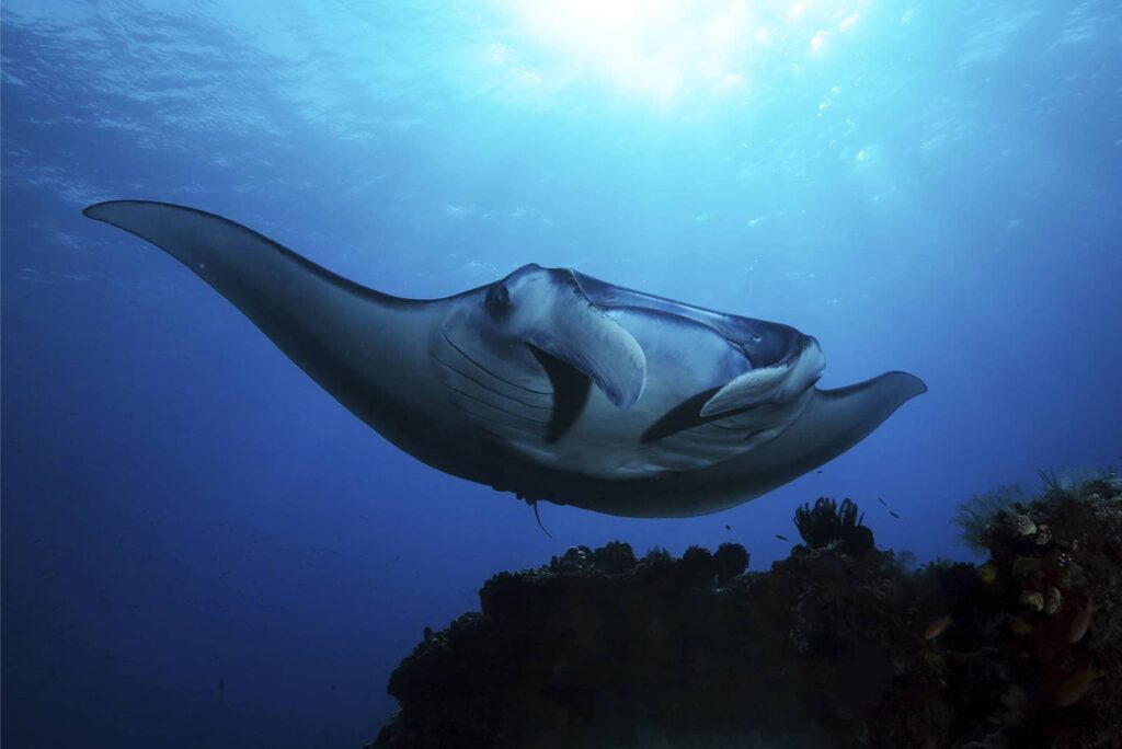 scuba diving manta ray