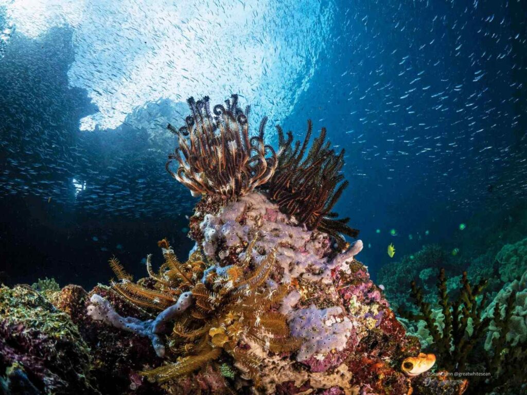 scuba diving biodiversity