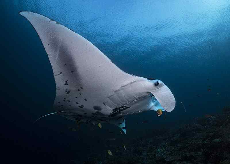 Ultimate Raja Ampat – The Last Paradise (Part 2 of 3) 9 HeaderImageBlog2 compressed