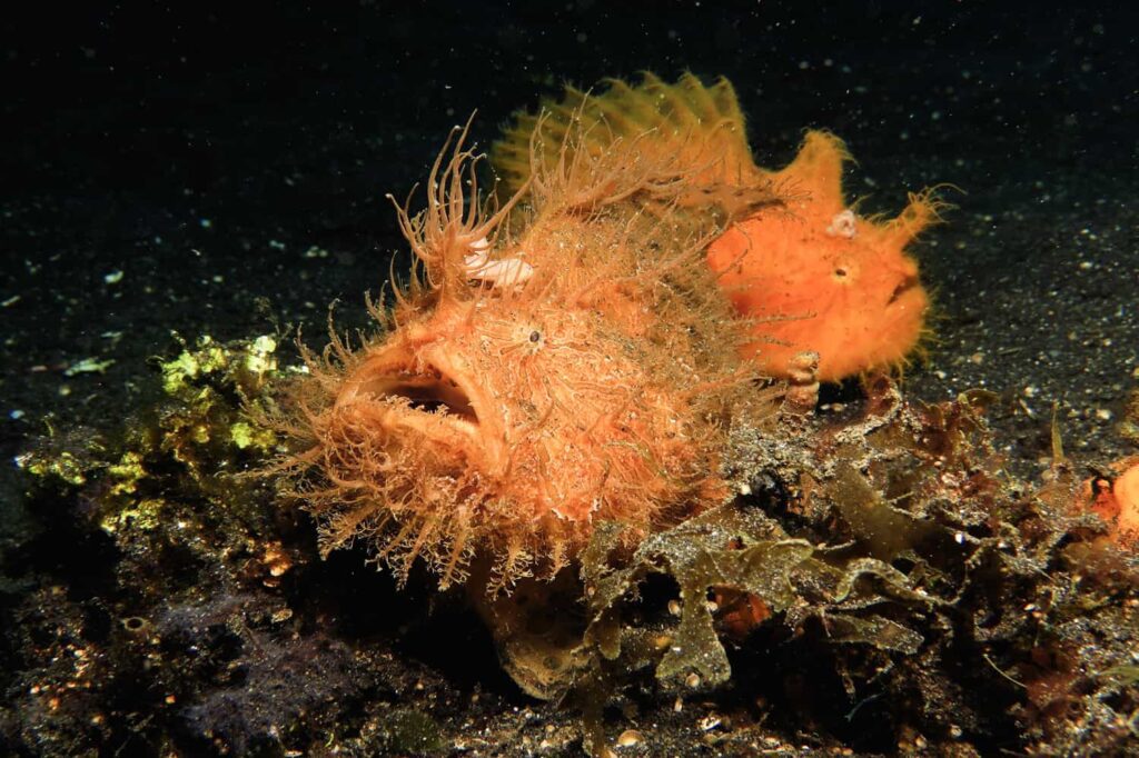 Frogfish: Secretive Hunters of the Deep 2 IMG 1272