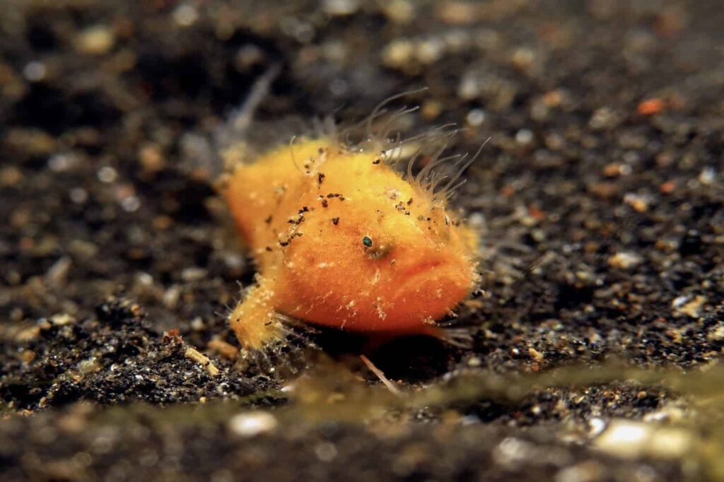 Frogfish: Secretive Hunters of the Deep 9 IMG 2114