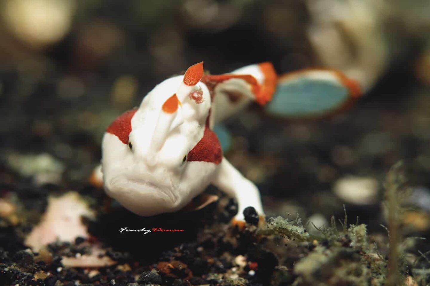 Frogfish: Secretive Hunters of the Deep