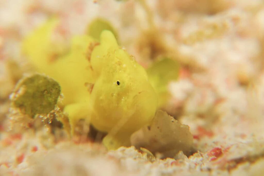 Frogfish: Secretive Hunters of the Deep 10 IMG 7096