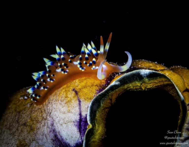 Nudibranch scaled 1