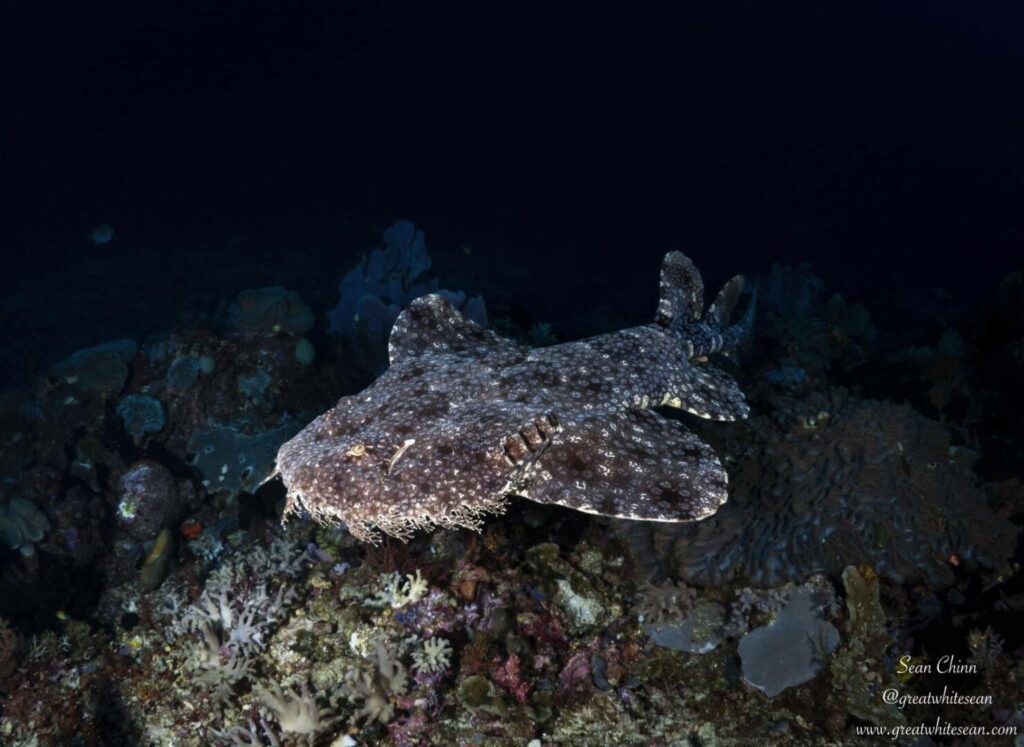 Raja Ampat Liveaboard vs Komodo Liveaboard: A Comprehensive Comparison 4 Wobbegong scaled 1