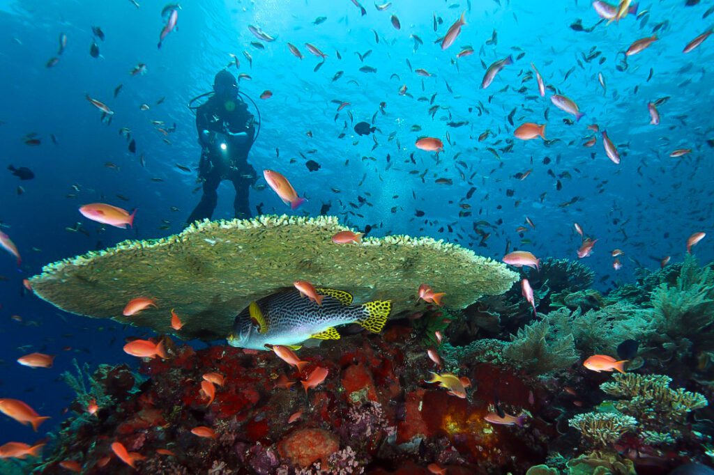 What to Expect When Diving in Komodo