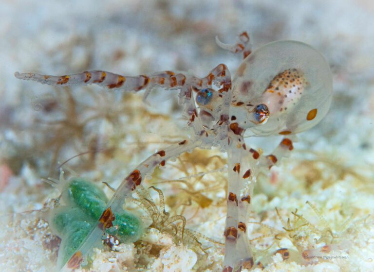 Interesting Facts About Muck Diving 5 73