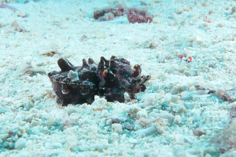 Interesting Facts About Muck Diving 4 IMG 1467 2