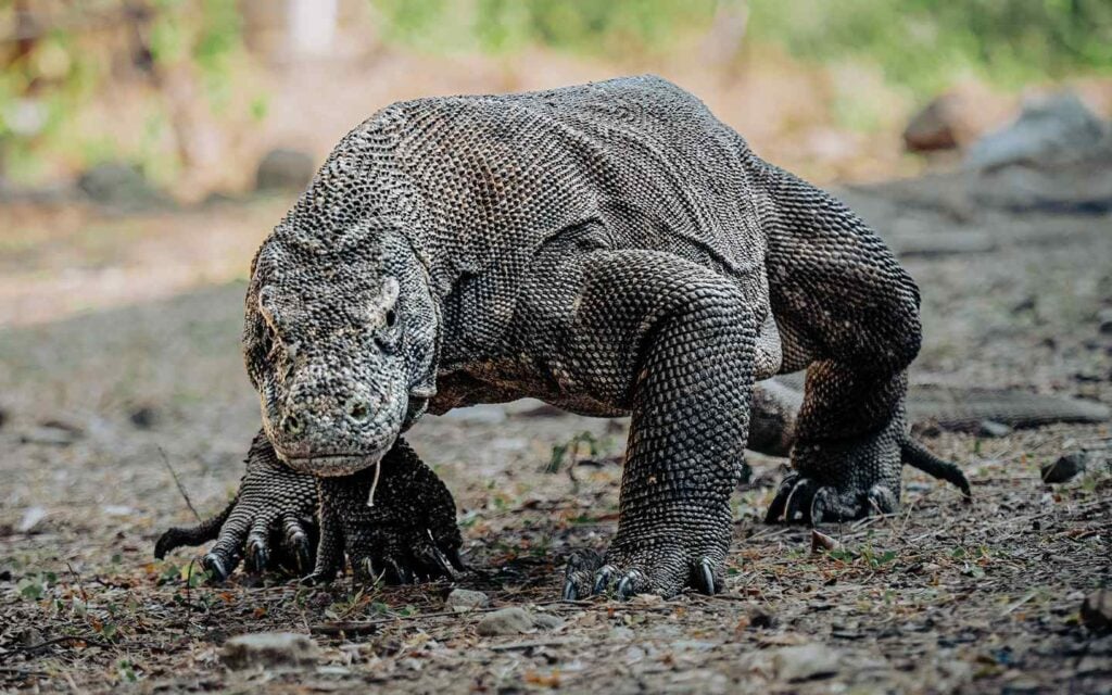 Ultimate Guide to Exploring Komodo Island 2 Komodo Dragon compressed