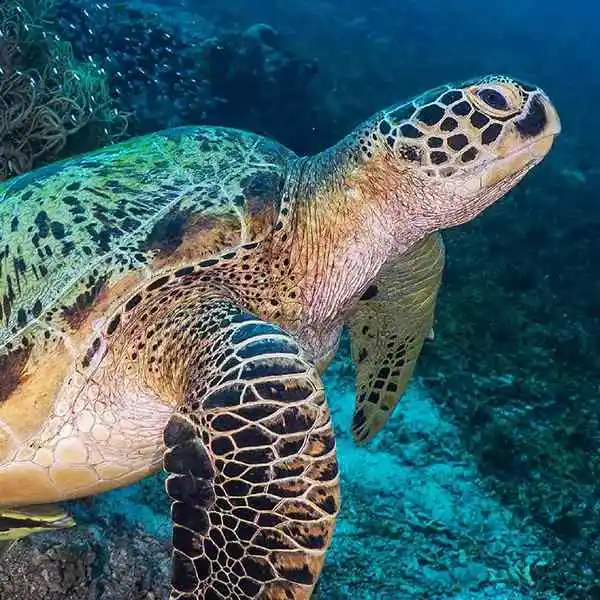 Raja Ampat South