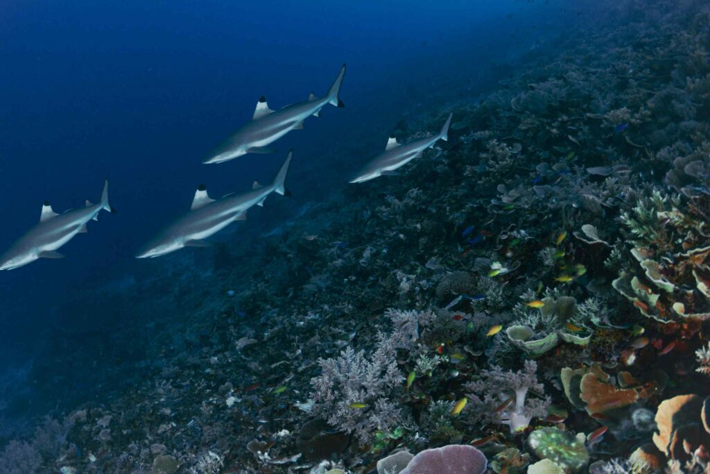 Raja Ampat Liveaboard vs Komodo Liveaboard: A Comprehensive Comparison 9 School Of Shark scaled compressed